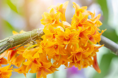 Close-up of yellow flowering plant