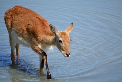 Horse standing on lake