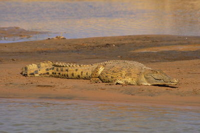 Nile crocodile in selous game reserve