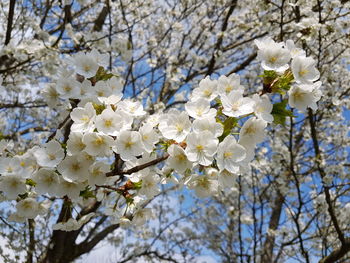 Low angle view of apple blossoms in spring