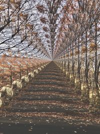 Low angle view of trees in sunlight