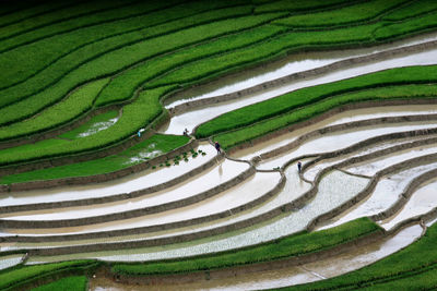 Scenic view of rice field