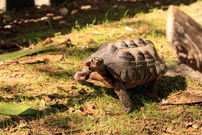 Red-footed tortoise chelonoidis carbonaria can be found in south america and parts of north america.