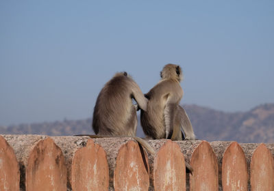 Monkey sitting on retaining wall against clear sky