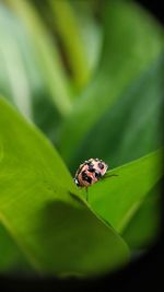 Close-up of insect on leaf