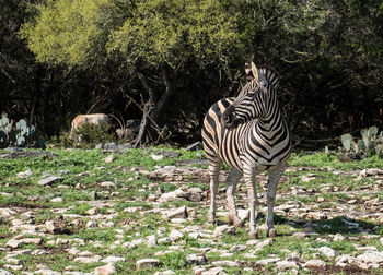 Zebra standing in a field