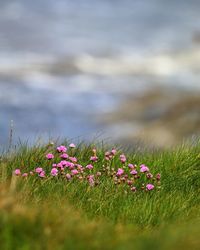 Close-up of pink flowering plants on field