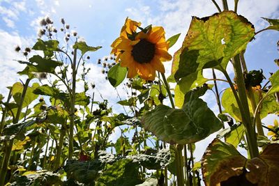 Low angle view of sunflower growing in field