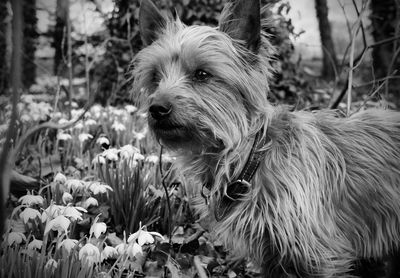 Close-up of dog on flower