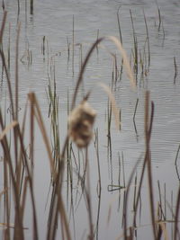 Close-up of plants in lake