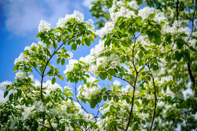 Low angle view of flowering plant against sky