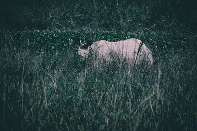 Side view of cat on field