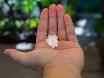 Close-up of hand holding white flower