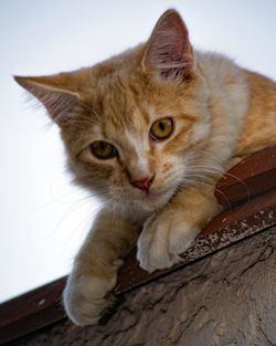 Close-up portrait of cat
