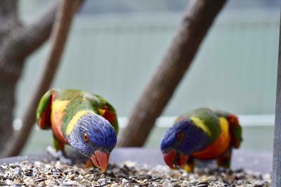 Close-up of parrot perching outdoors