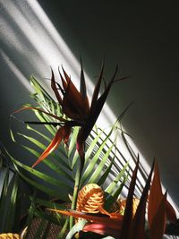 Close-up of cactus plant