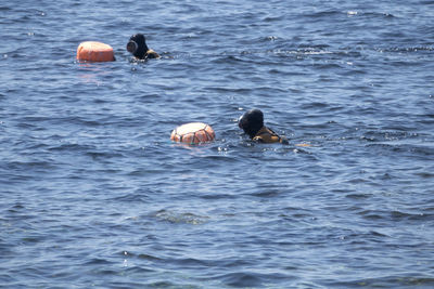 Ducks swimming in sea