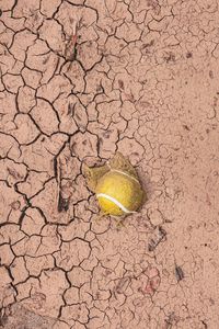 High angle view of dry leaf on land