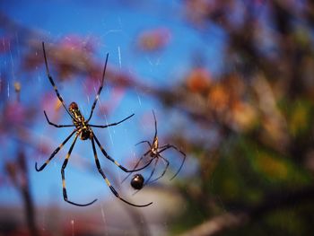 Close-up of spider on web against sky