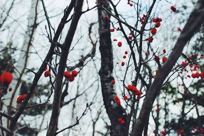 Low angle view of berries on tree