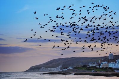 Murmuration - a flock of starlings flying along the sussex coast