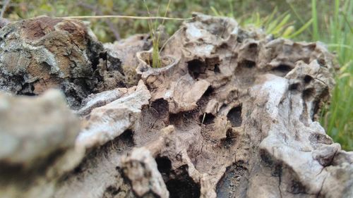 Close-up of tree trunk