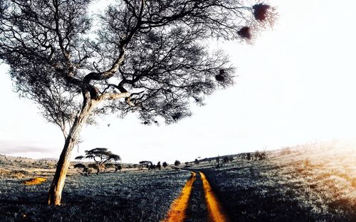 Road amidst trees on field against sky