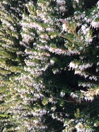 Low angle view of flower tree