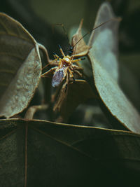 Close-up of insect on leaf