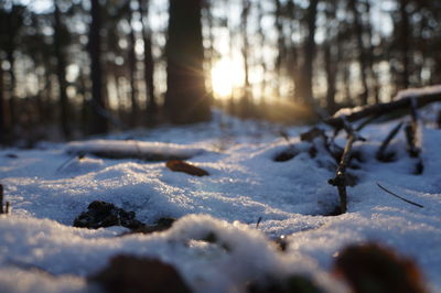 Snow covered land and trees in forest