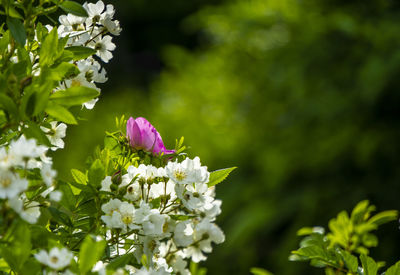 Close-up of pink flowering plant