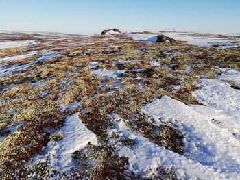 The beginning of spring in tundra - moss