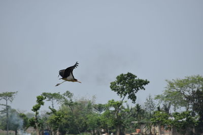 Low angle view of bird on tree