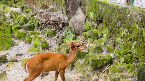 Side view of tiger standing on rock
