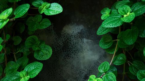 High angle view of raindrops on potted plant