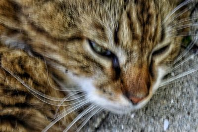 Close-up of cat