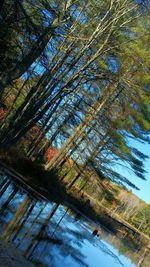 Low angle view of trees against sky