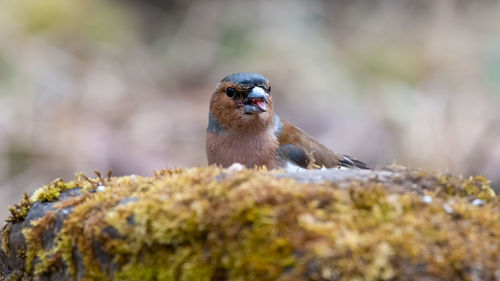 Close-up of a bird perching on a plant