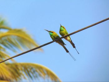 Low angle view of bee-eaters perching on cable against clear blue sky