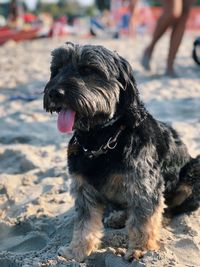 Close-up of dog looking away