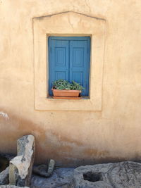 Potted plant on window of building