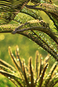 Close-up of raindrops on tree