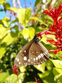 Close-up of butterfly pollinating on red flower