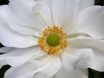 Close-up of white flowering plant