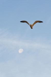 Low angle view of seagull flying in sky