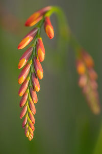 Close-up of red flowering plant