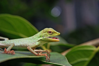 Close-up of a lizard