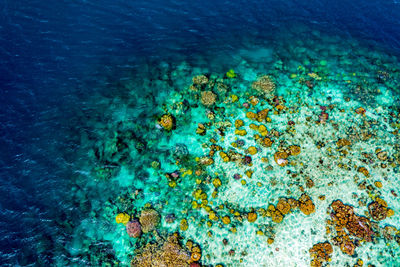 High angle view of coral in sea