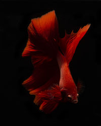 Close-up of fish swimming in sea