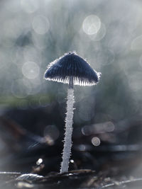 Close-up of mushroom